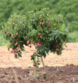 8853